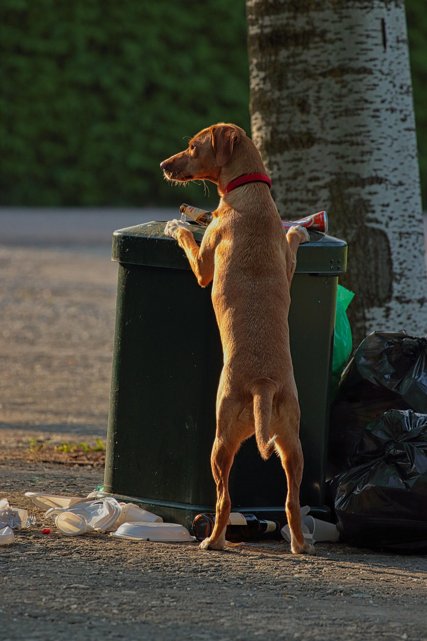dog, animal, canine, pet, dustbin, garbage can, garbage, hunger, vagabond, solitude, solitary, dirty, abandoned