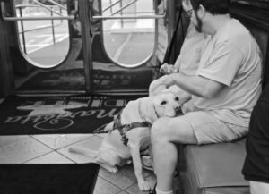 A dog resting its head on its owner’s lap in a calm public setting.