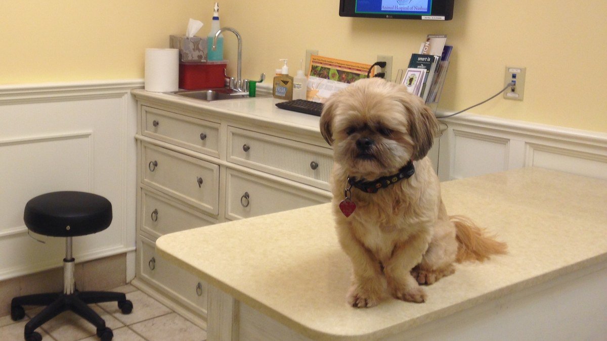 Small dog sitting on a veterinary exam table in a clinic room.