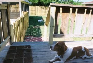 Two calm dogs kept apart by a fence and deck gate in a home yard.