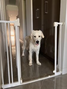 A golden retriever standing calmly behind a baby gate in a home hallway.