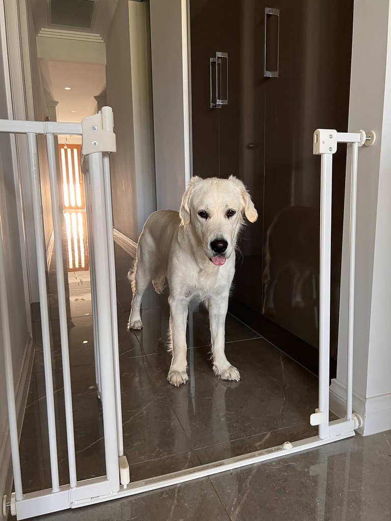 A golden retriever standing calmly behind a baby gate in a home hallway.