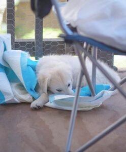 A white puppy lying on blue potty training pads on a covered deck.