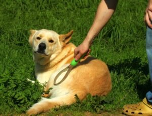 Dog being groomed with a shedding blade.