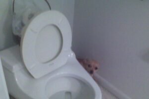 Small dog peeking around a toilet in a bathroom.