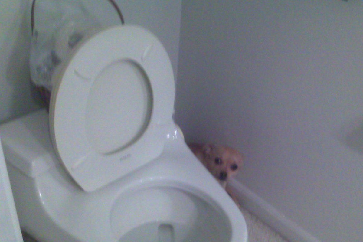 Small dog peeking around a toilet in a bathroom.
