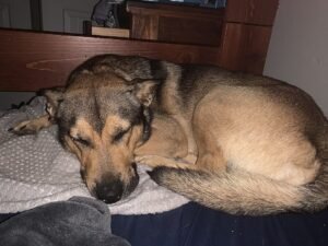 German Shepherd asleep on a bed with a blanket.