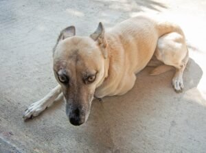 A dog lying low with worried eyes and tucked body language.