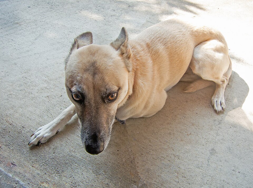 A dog lying low with worried eyes and tucked body language.